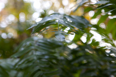 Close-up of insect on branch