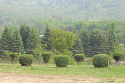 Hay bales on field in forest