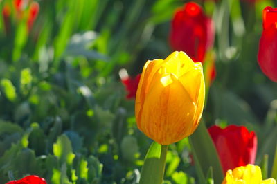 Close-up of yellow tulip