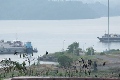 Birds by sea against sky