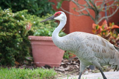 Close-up of sand crane