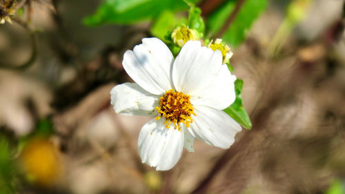 Close-up of white flowering plant