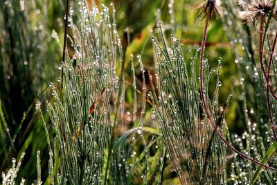 Close-up of wet plants during rainy season