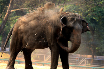 Close-up of elephant