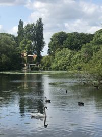 Ducks swimming in lake against sky