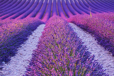 Full frame shot of fresh purple flower in field