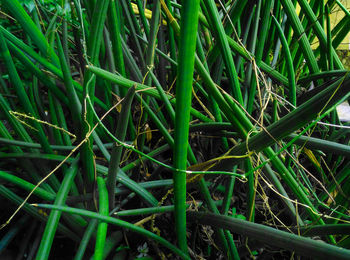 Full frame shot of bamboo plants on field