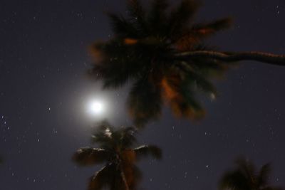 Low angle view of tree against sky at night