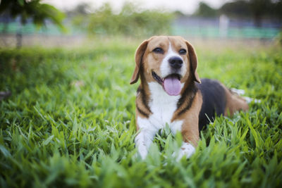 Dog looking away on field
