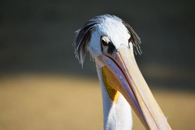 Close-up of a bird