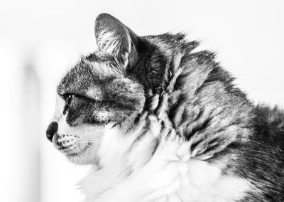 Close-up of cat against white background