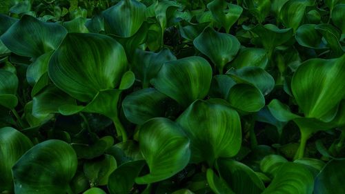 Full frame shot of green leaves