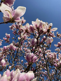 Low angle view of pink cherry blossoms in spring