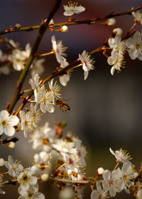 Close-up of white cherry blossom tree