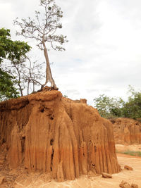 Low angle view of trees on rock formation against sky