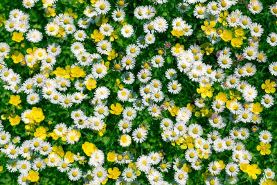 Full frame shot of yellow flowers growing in field