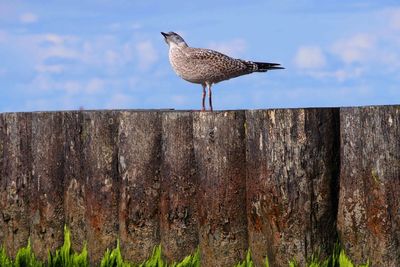 Seagull perching on wooden post against wall