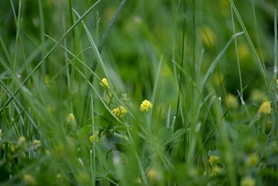 Close-up of plant growing on field