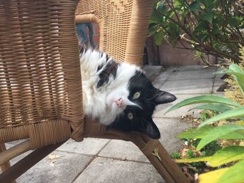 Portrait of cat in basket