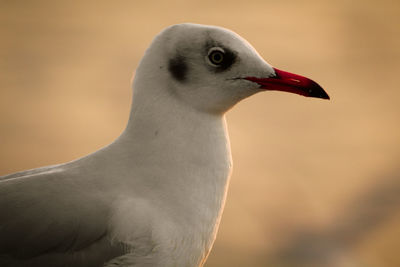 Close-up of seagull