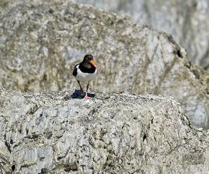 Close-up of bird perching on rock