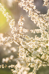 Close-up of white cherry blossom tree