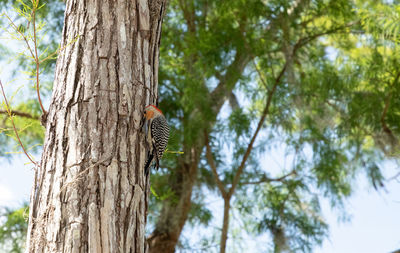 Low angle view of bird perching on tree