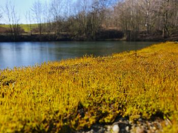 Surface level of yellow water flowing in lake