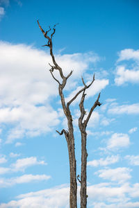 Low angle view of bare tree against blue sky