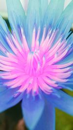 Close-up of pink flower