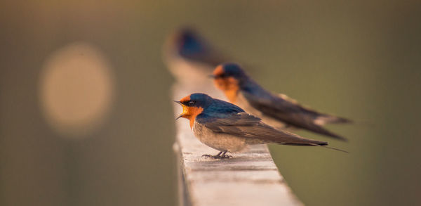 Close-up of welcome swallows perching on railing