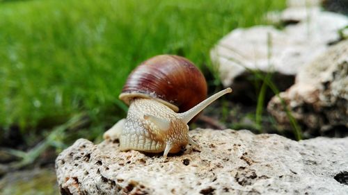 Close-up of snail