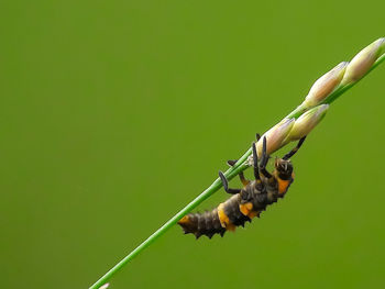 Close-up of insect on hand