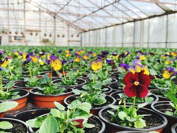 Close-up of potted plants in greenhouse