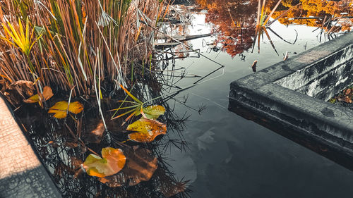 Reflection of trees in lake