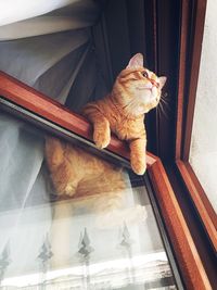 Low angle view of cat by window at home