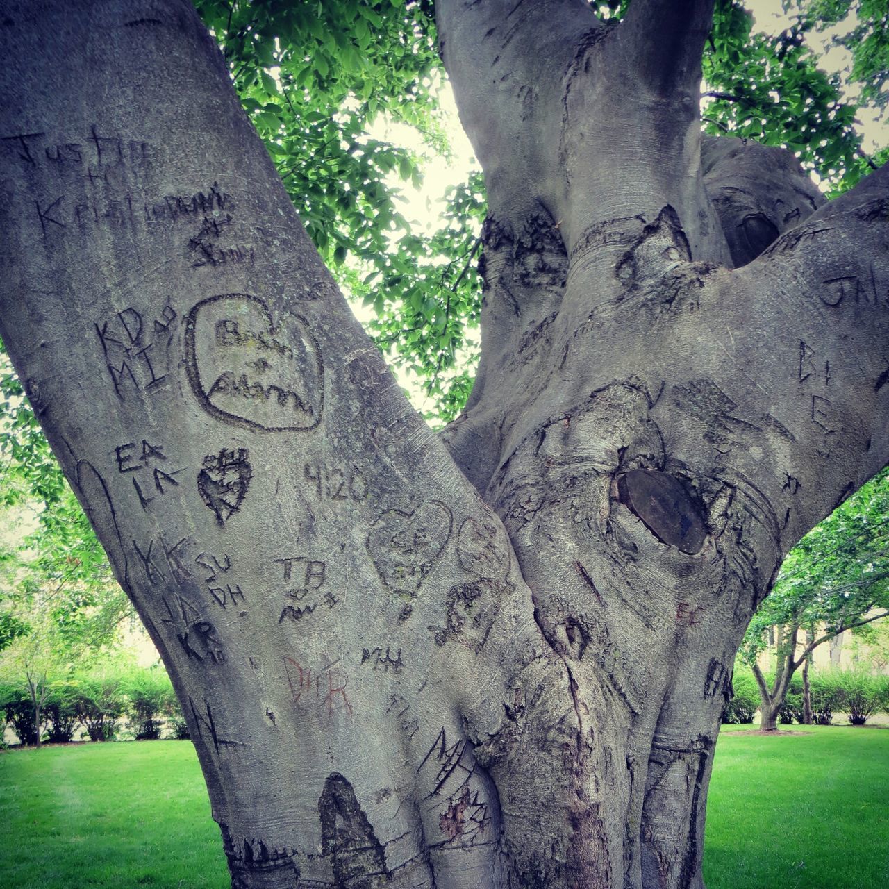 tree, tree trunk, grass, text, focus on foreground, nature, growth, day, green color, close-up, tranquility, outdoors, branch, western script, wood - material, no people, park - man made space, park, old, bark
