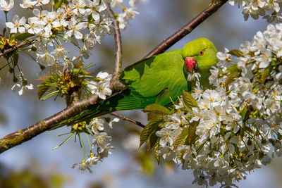 Bird perching on branch of flower