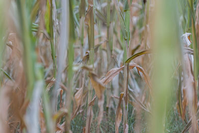 Close-up of crops growing on field