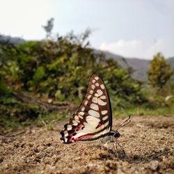 Close-up of butterfly on the ground