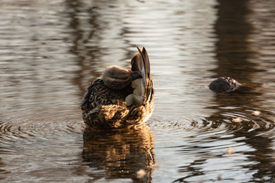 Duck swimming in a lake