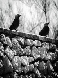 Low angle view of bird perching on retaining wall