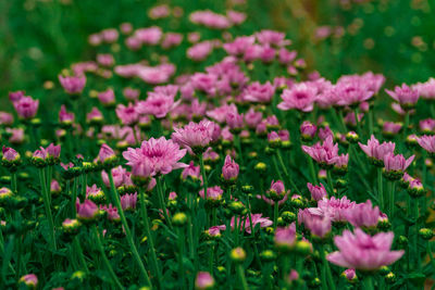 Close-up of pink flowering plants on field