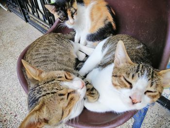 High angle view of cats relaxing