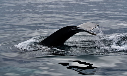 Humpback whale fluke with water running off of it, just before a deep dive.