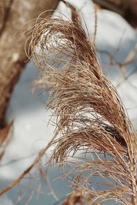 Dry pine needles in the forest 