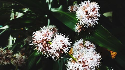 Close-up of white flowers blooming outdoors