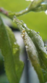 Close-up of wet spider on plant