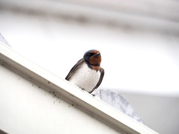 Close-up of bird perching on railing