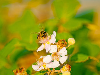 Close-up of bee on flower